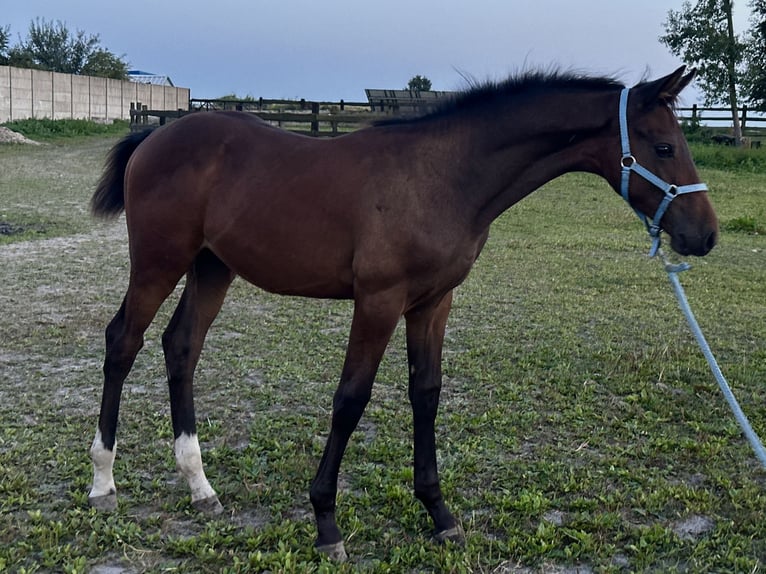 Zangersheider Stallion Foal (04/2026) 16 hh Bay-Dark in Trkusów