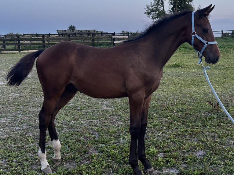 Zangersheider Stallion Foal (04/2026) 16 hh Bay-Dark in Trkusów