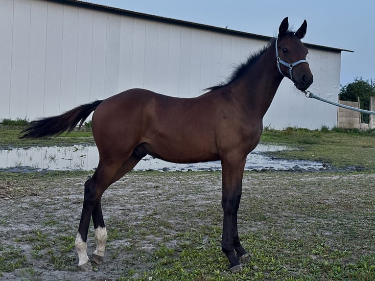 Zangersheider Stallion Foal (04/2026) 16 hh Bay-Dark in Trkusów