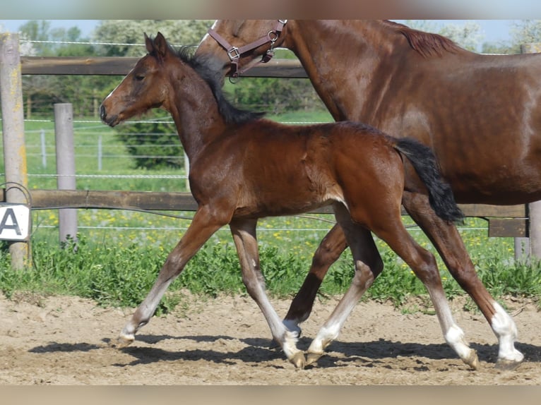 Zangersheider Stallion  16 hh Brown in M&#xFC;cheln (Geiseltal)