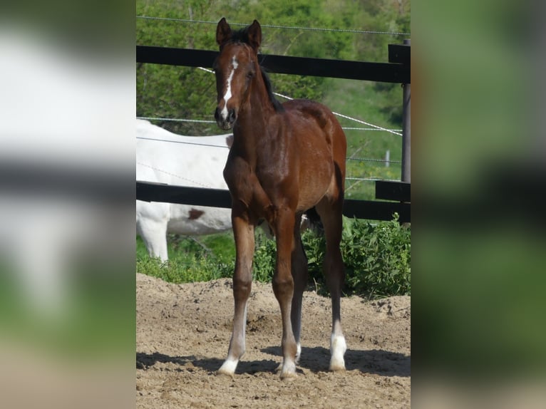 Zangersheider Stallion  16 hh Brown in M&#xFC;cheln (Geiseltal)
