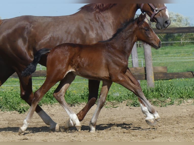 Zangersheider Stallion  16 hh Brown in M&#xFC;cheln (Geiseltal)
