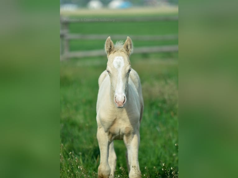 Zangersheider Stallion Foal (02/2024) 16 hh Cremello in Kamieniec Wroc