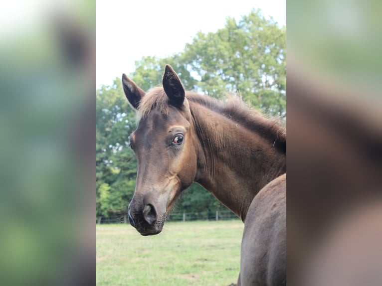 Zangersheider Stallion Foal (04/2026) 16 hh Leopard-Piebald in Herrnburg