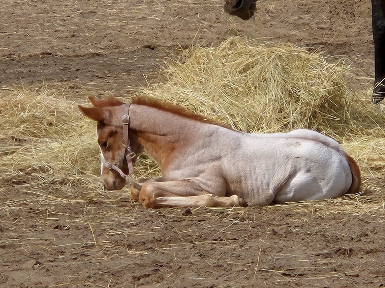 Zangersheider Stallion Foal (01/2024) 16 hh Roan-Red in Spreenhagen