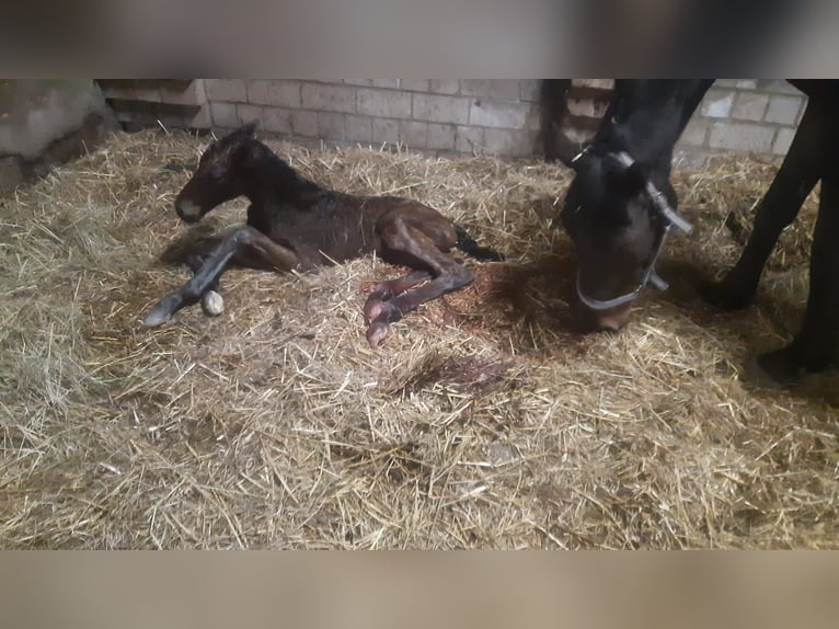 Zangersheider Stallion  16,1 hh Brown in Rohlack