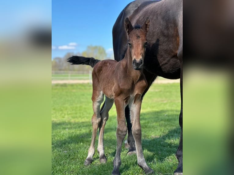 Zangersheider Stallion  16,1 hh Brown in Rohlack