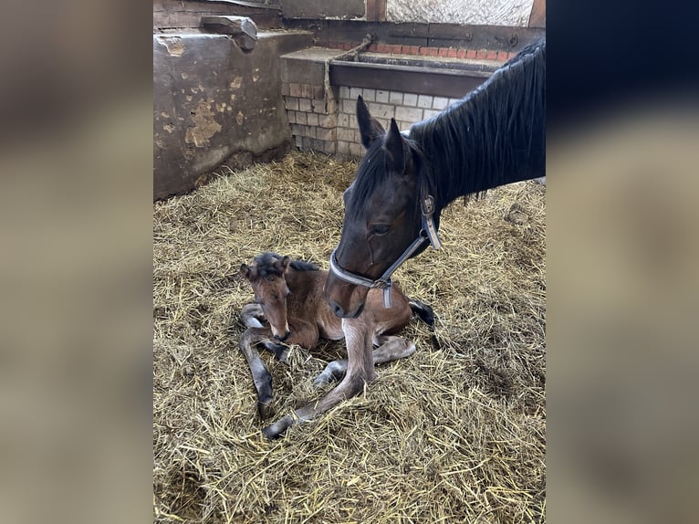 Zangersheider Stallion  16,1 hh Brown in Rohlack