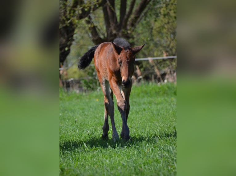 Zangersheider Stallion  16,1 hh Brown in Rohlack