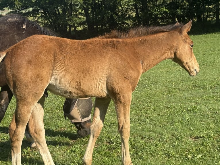 Zangersheider Stallion  16,1 hh Brown in Buch