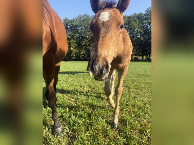 Zangersheider Stallion  16,1 hh Brown in Buch