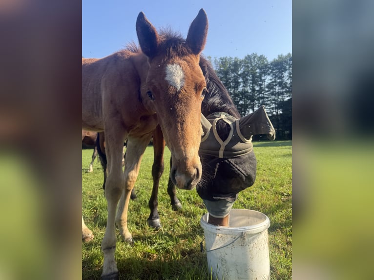 Zangersheider Stallion  16,1 hh Brown in Buch