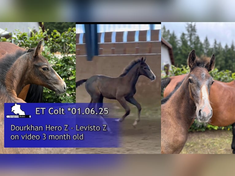 Zangersheider Stallion Foal (06/2025) 16,1 hh Grey in Seetz