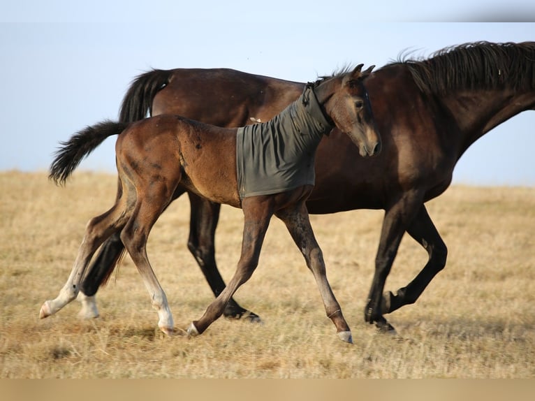 Zangersheider Stallion Foal (05/2025) 16,1 hh Smoky-Black in Saligny-Sur-Roudon
