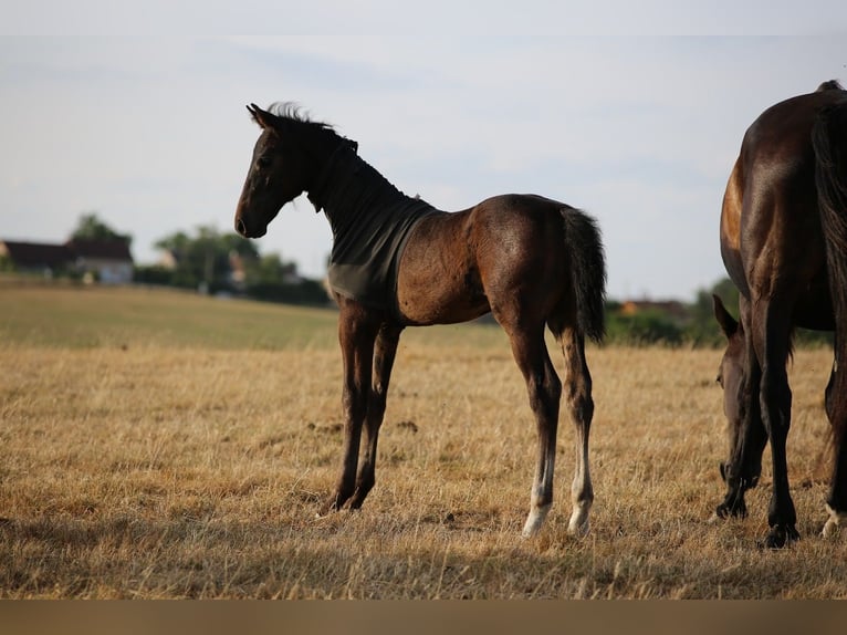 Zangersheider Stallion Foal (05/2025) 16,1 hh Smoky-Black in Saligny-Sur-Roudon