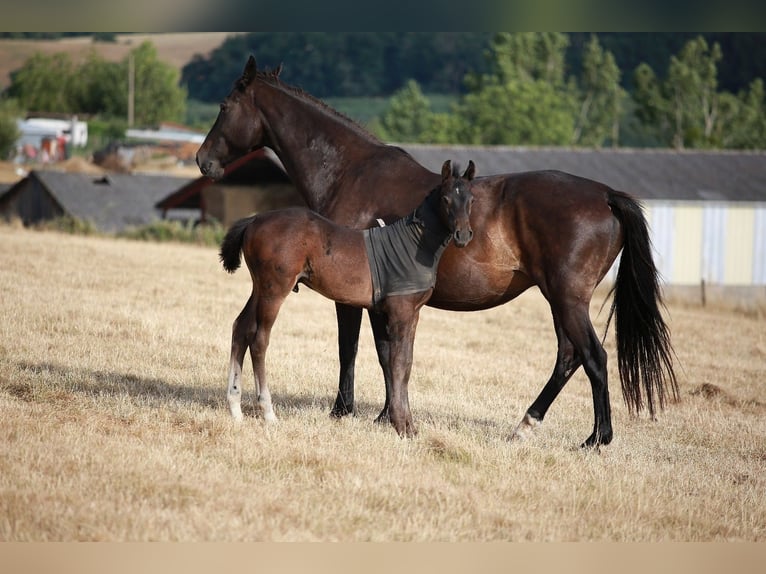Zangersheider Stallion Foal (05/2025) 16,1 hh Smoky-Black in Saligny-Sur-Roudon