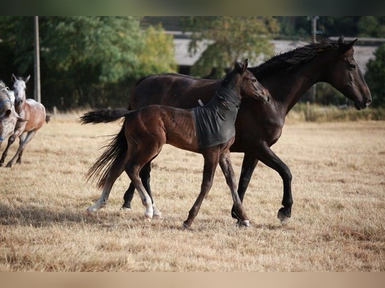 Zangersheider Stallion Foal (05/2025) 16,1 hh Smoky-Black in Saligny-Sur-Roudon