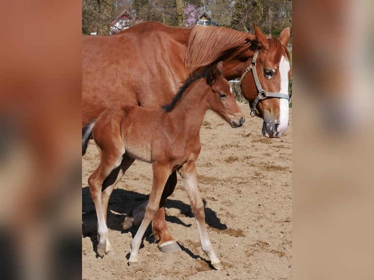 Zangersheider Stallion  16,2 hh Brown in Seester