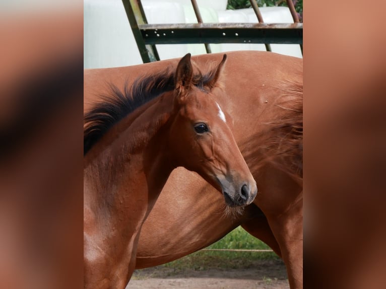 Zangersheider Stallion  16,2 hh Brown in Seester