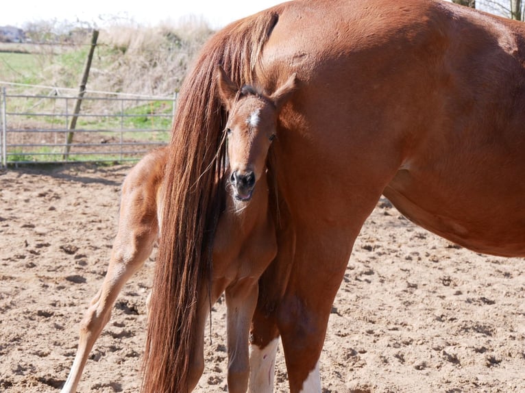 Zangersheider Stallion  16,2 hh Brown in Seester