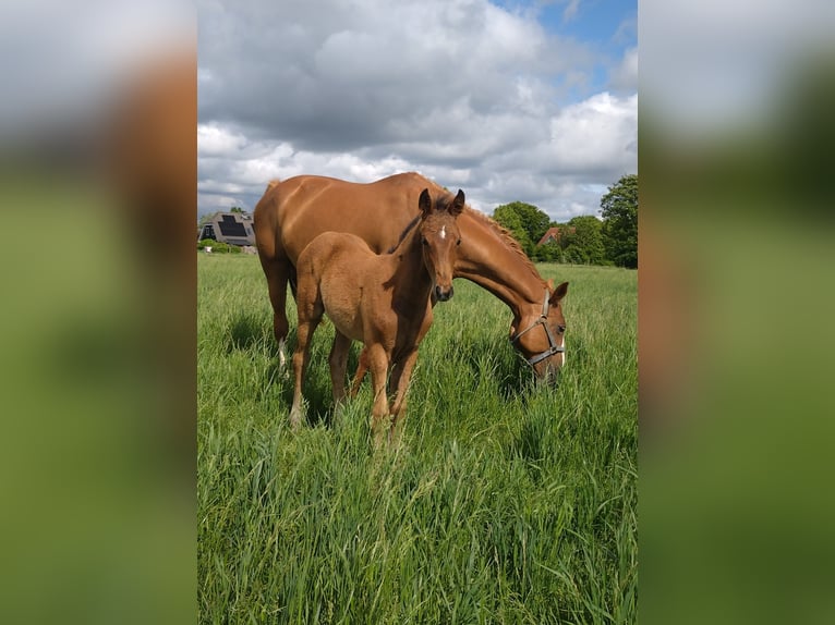 Zangersheider Stallion  16,2 hh Brown in Seester