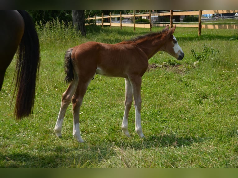 Zangersheider Stallion  16,2 hh Brown in B&#xFC;hlerzell