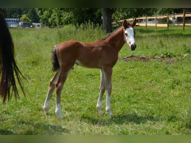 Zangersheider Stallion  16,2 hh Brown in B&#xFC;hlerzell