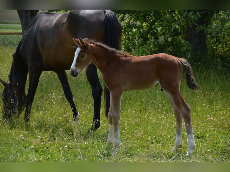 Zangersheider Stallion  16,2 hh Brown in B&#xFC;hlerzell