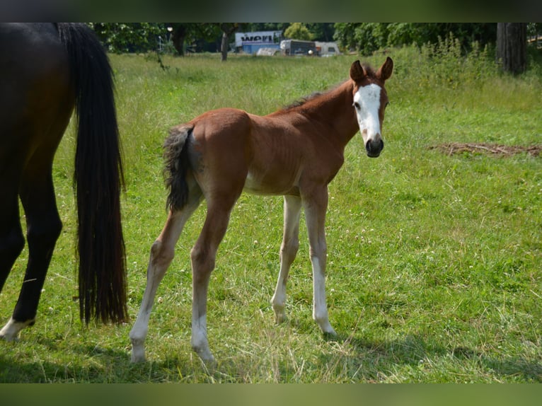 Zangersheider Stallion  16,2 hh Brown in B&#xFC;hlerzell
