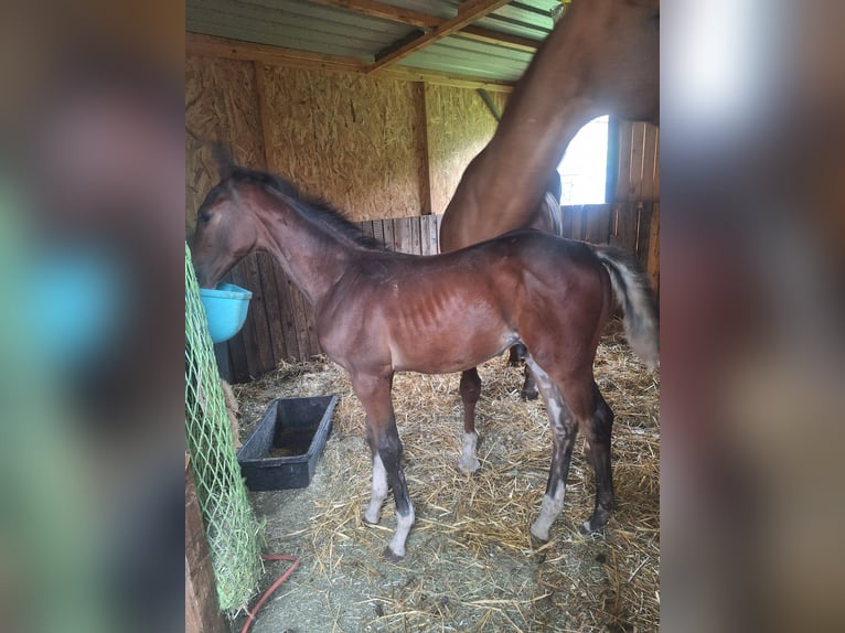 Zangersheider Stallion Foal (06/2025) 16,2 hh Brown in Thieu