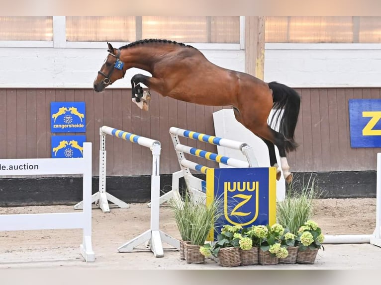 Zangersheider Stallion Foal (06/2025) 16,2 hh Brown in Thieu
