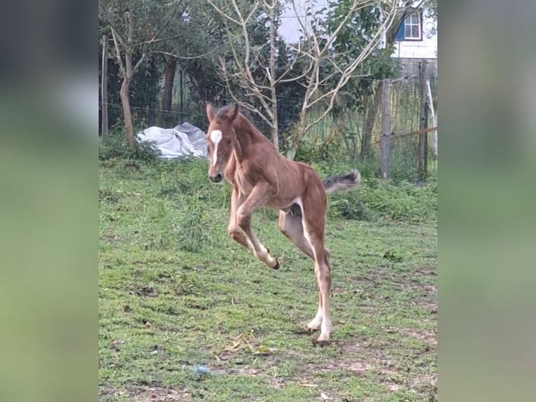 Zangersheider Stallion Foal (06/2025) 16,2 hh Brown in Thieu