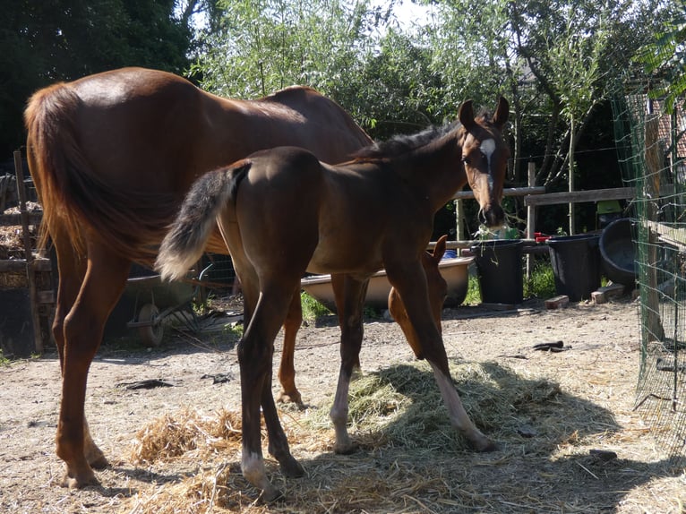 Zangersheider Stallion Foal (06/2025) 16,2 hh Brown in Thieu