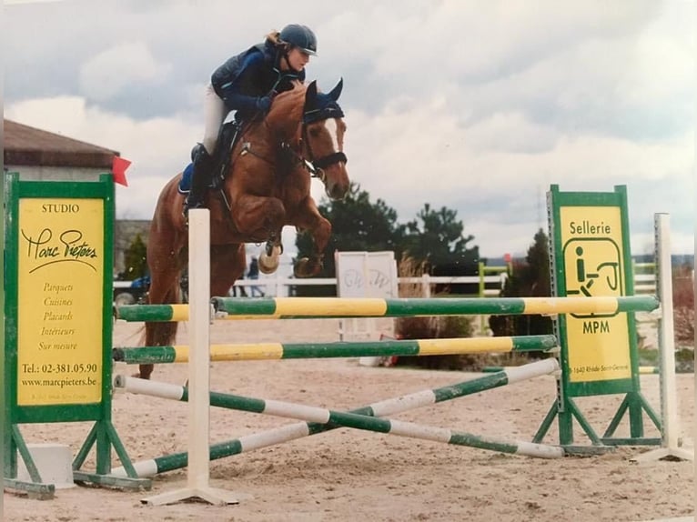 Zangersheider Stallion Foal (06/2025) 16,2 hh Brown in Thieu