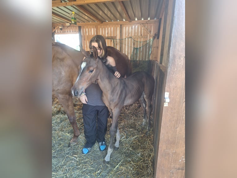 Zangersheider Stallion Foal (06/2025) 16,2 hh Brown in Thieu