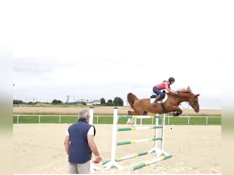 Zangersheider Stallion  16,3 hh Chestnut-Red in Olsberg