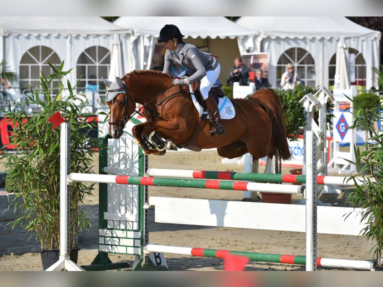 Zangersheider Stallion  16,3 hh Chestnut-Red in Olsberg