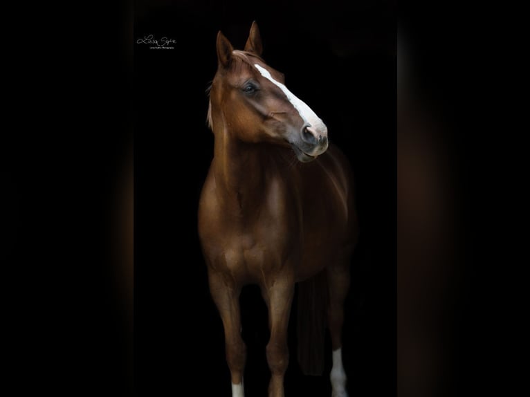Zangersheider Stallion  16,3 hh Chestnut-Red in Olsberg