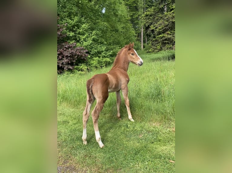 Zangersheider Stallion  16,3 hh Chestnut-Red in Olsberg