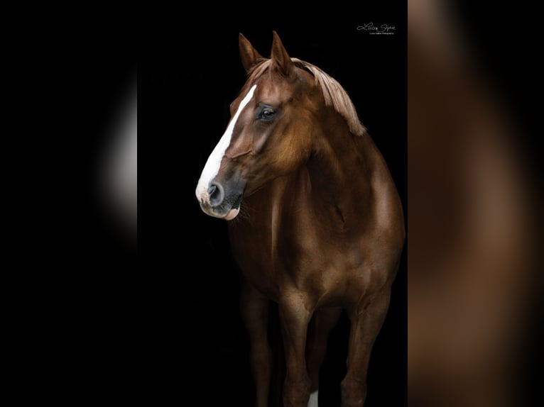 Zangersheider Stallion  16,3 hh Chestnut-Red in Olsberg