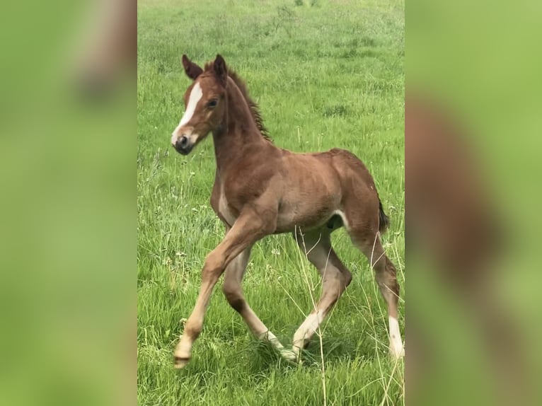 Zangersheider Stallion  16,3 hh Chestnut-Red in Olsberg