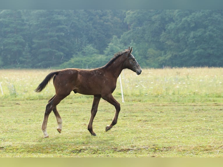 Zangersheider Stallion Foal (04/2024) 17,2 hh Gray in Żary