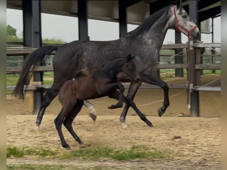 Zangersheider Stallion  17 hh Bay-Dark in Handrup