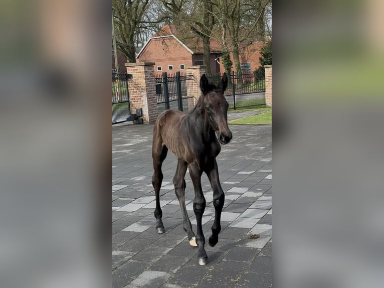 Zangersheider Stallion  17 hh Bay-Dark in Handrup