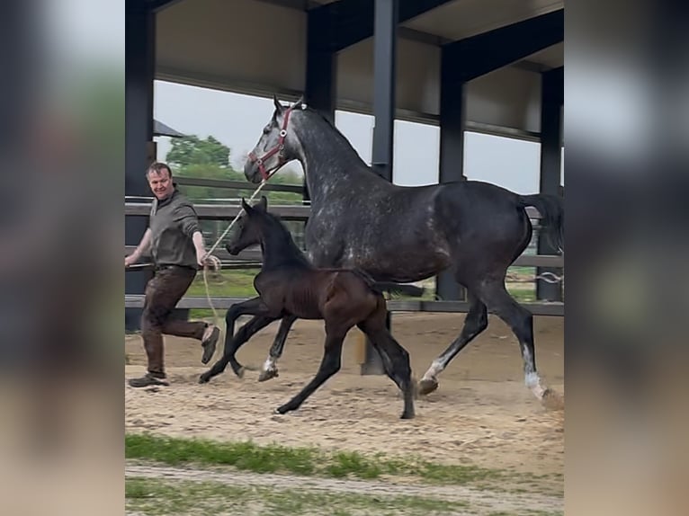 Zangersheider Stallion  17 hh Bay-Dark in Handrup
