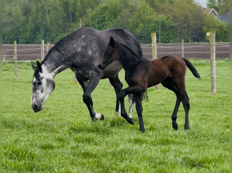 Zangersheider Stallion  17 hh Bay-Dark in Handrup