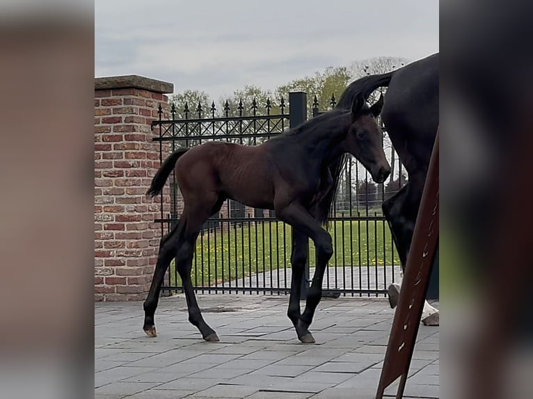 Zangersheider Stallion  17 hh Bay-Dark in Handrup