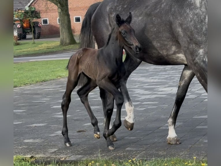 Zangersheider Stallion  17 hh Bay-Dark in Handrup