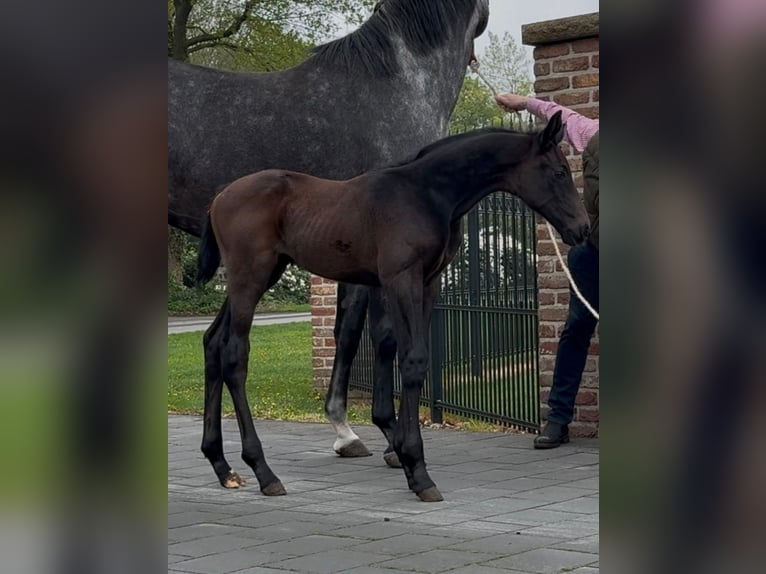 Zangersheider Stallion  17 hh Bay-Dark in Handrup