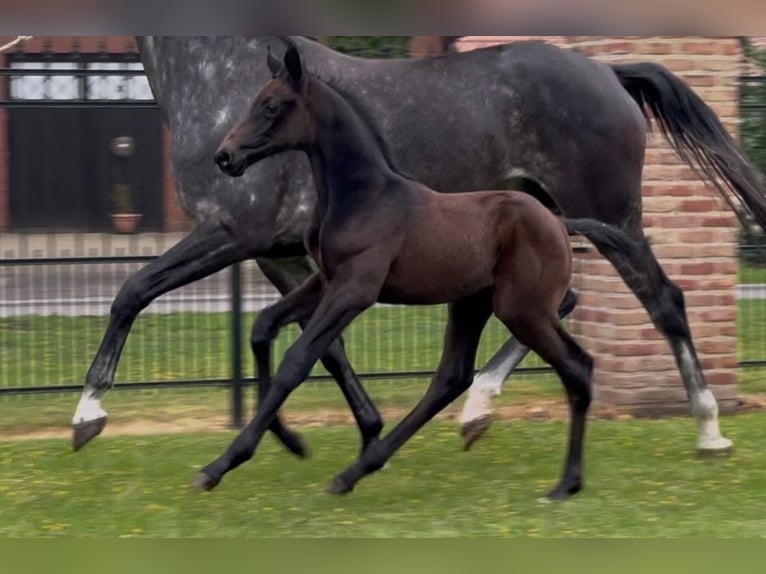 Zangersheider Stallion  17 hh Bay-Dark in Handrup